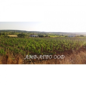 Лозе зад граница ! / Vineyard beyond border !